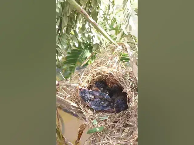 Video thumbnail for wild small baby birds (EP-47)  #birds #nature #birdfeeding #birdwatching  #birdslover #babybirds