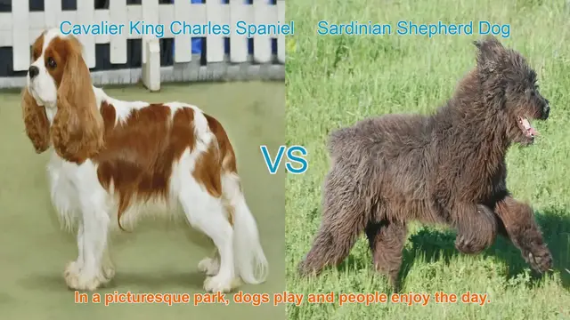 Video thumbnail for Cavalier King Charles Spaniel vs. Sardinian Shepherd Dog: A Breed Comparison