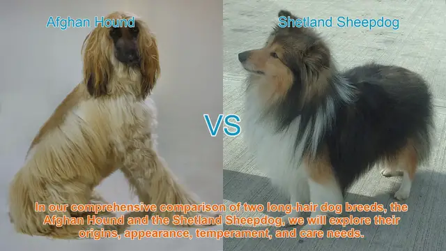 Video thumbnail for Comparing Afghan Hound and Shetland Sheepdog: Origins, Appearance, and Temperament