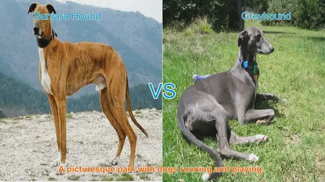 Video thumbnail for Banjara Hound vs. Greyhound: A Comparison of Long-Leg Dog Breeds
