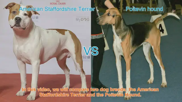Video thumbnail for American Staffordshire Terrier vs. Poitevin Hound: A Comprehensive Comparison