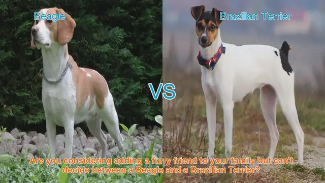 Video thumbnail for Beagle vs. Brazilian Terrier: Choosing the Right Dog Breed for Your Family