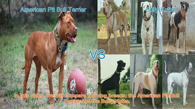 Video thumbnail for American Pit Bull Terrier vs. Bully Kutta: Breed Comparison