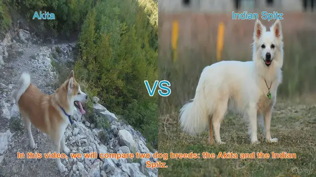 Video thumbnail for Akita vs. Indian Spitz: A Comprehensive Breed Comparison