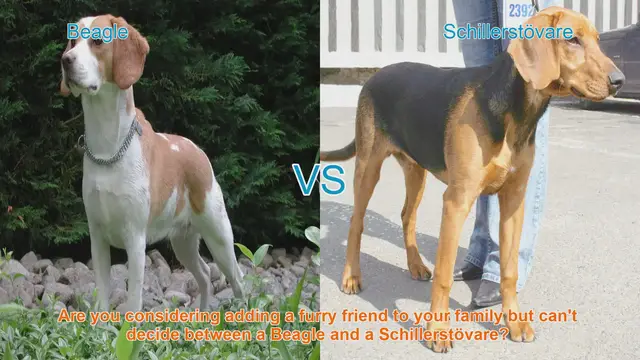 Video thumbnail for Beagle vs. Schillerstövare: Choosing the Right Breed for Your Family
