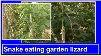 Video thumbnail for Snake eating garden lizard / Snake eating prey