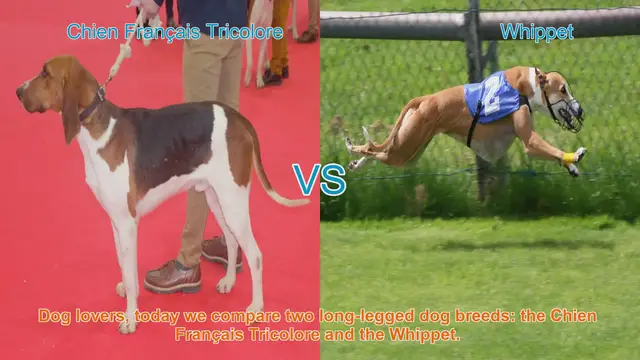 Video thumbnail for Chien Français Tricolore vs. Whippet: A Comparison of Long-Legged Dog Breeds