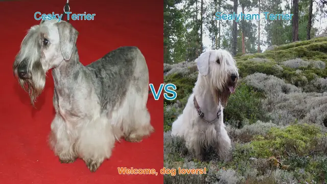 Video thumbnail for Cesky Terrier vs. Sealyham Terrier: A Charming Breed Comparison
