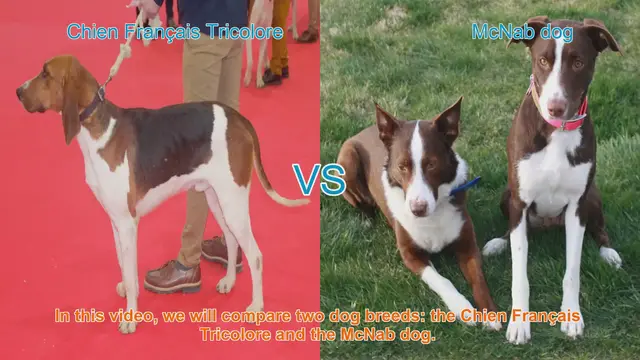 Video thumbnail for Comparing Chien Français Tricolore and McNab Dog Breeds