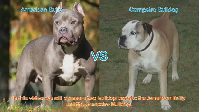 Video thumbnail for American Bully vs. Campeiro Bulldog: Breed Comparison Guide