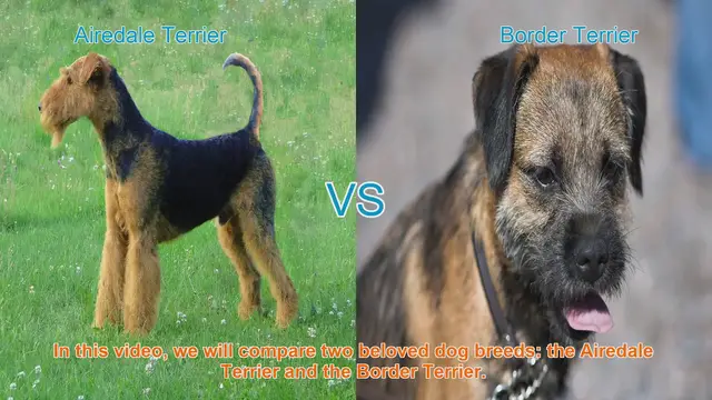 Video thumbnail for Airedale Terrier vs. Border Terrier: A Comprehensive Comparison