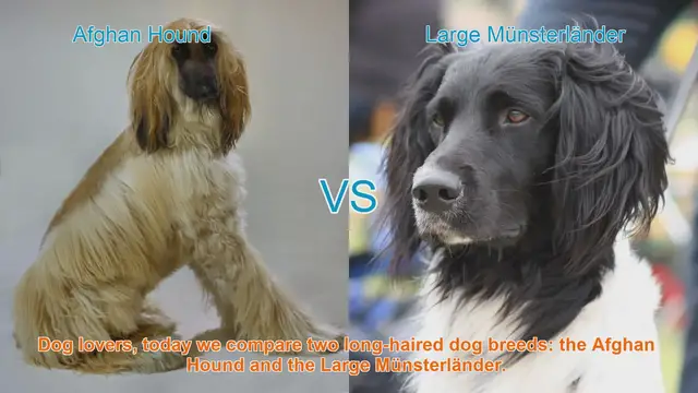 Video thumbnail for Comparing Afghan Hound and Large Münsterländer: A Guide for Dog Lovers