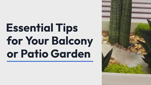 Video thumbnail for Balcony and patio gardening tips