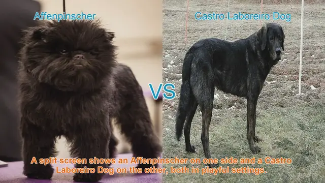 Video thumbnail for Affenpinscher vs. Castro Laboreiro Dog: A Comparative Guide