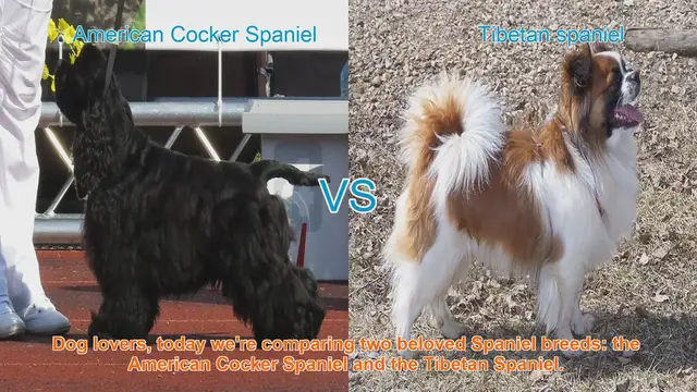 Video thumbnail for American Cocker Spaniel vs. Tibetan Spaniel: A Comparison