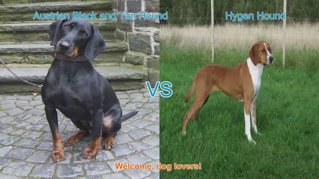 Video thumbnail for Austrian Black and Tan Hound vs. Hygen Hound: A Breed Comparison