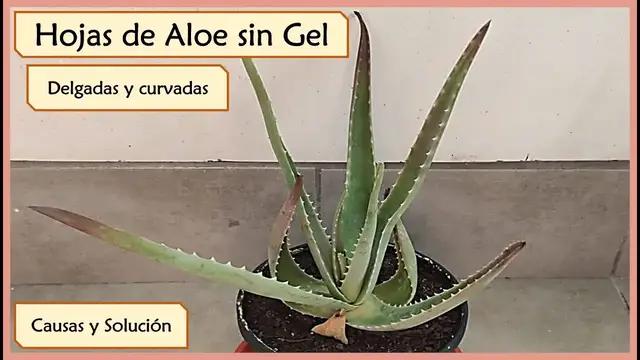 'Video thumbnail for 🍃 Hojas delgadas en Aloe Vera. ✔️ Causas y Solución'