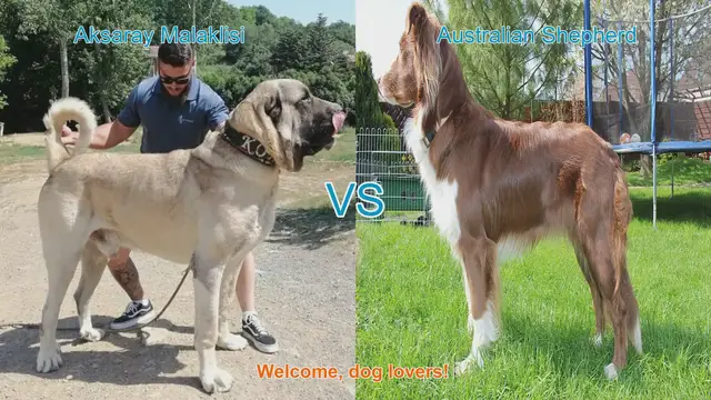Video thumbnail for Aksaray Malaklisi vs. Australian Shepherd: A Comparison of Two Distinct Dog Breeds