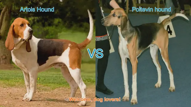 Video thumbnail for Artois Hound vs. Poitevin Hound: A Comprehensive Comparison