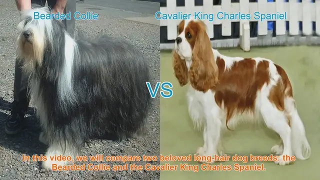 Video thumbnail for Bearded Collie vs. Cavalier King Charles Spaniel: A Breed Comparison