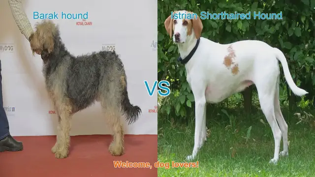 Video thumbnail for Barak Hound vs. Istrian Shorthaired Hound: A Comparison of Two Unique Dog Breeds