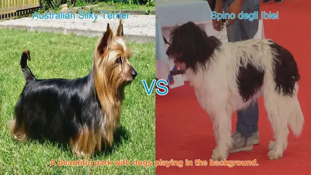 Video thumbnail for Comparing Australian Silky Terrier and Spino degli Iblei: A Comprehensive Guide