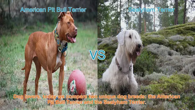Video thumbnail for American Pit Bull Terrier vs. Sealyham Terrier: A Comparison of Two Unique Dog Breeds