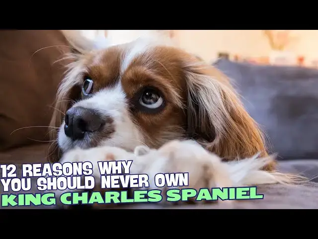 Video thumbnail for 12 Reasons Why You Should Never Own a King Charles Spaniel 🐾