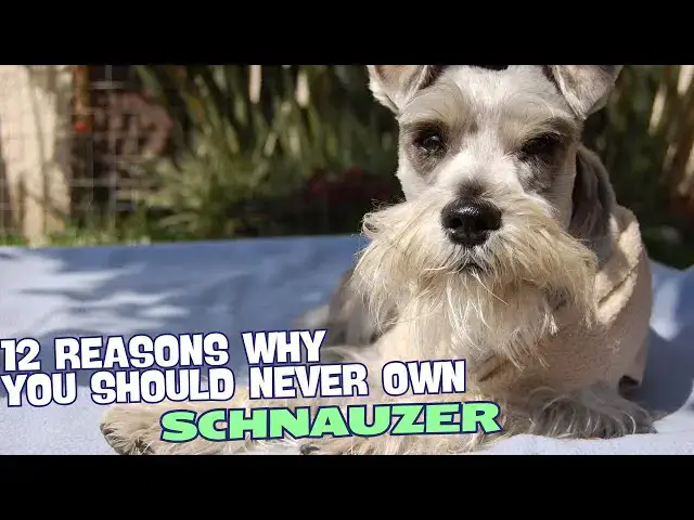 Video thumbnail for 12 Reasons Why You Should Never Own a Schnauzer! 🐶