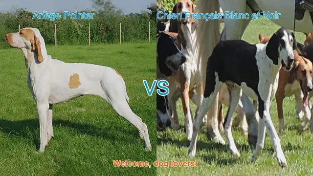 Video thumbnail for Ariège Pointer vs. Chien Français Blanc et Noir: Breed Comparison