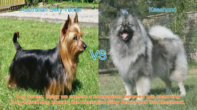 Video thumbnail for Comparing Australian Silky Terrier and Keeshond: A Guide for Dog Lovers