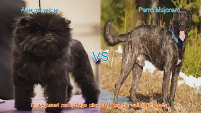 Video thumbnail for Affenpinscher vs. Perro Majorero: A Comparison of Unique Dog Breeds