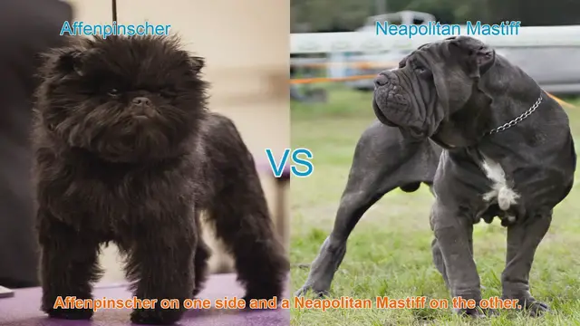 Video thumbnail for Affenpinscher vs. Neapolitan Mastiff: Breed Comparison