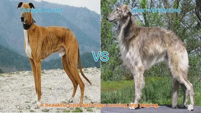 Video thumbnail for Comparing Banjara Hound and Silken Windhound: A Guide to Long-Leg Dog Breeds