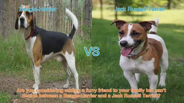 Video thumbnail for Beagle-Harrier vs. Jack Russell Terrier: A Comprehensive Breed Comparison