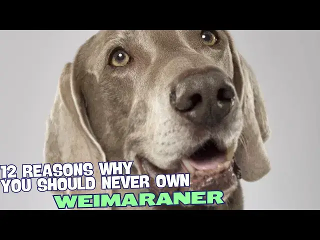 Video thumbnail for 12 Reasons Why You Should Never Own a Weimaraner 🐾