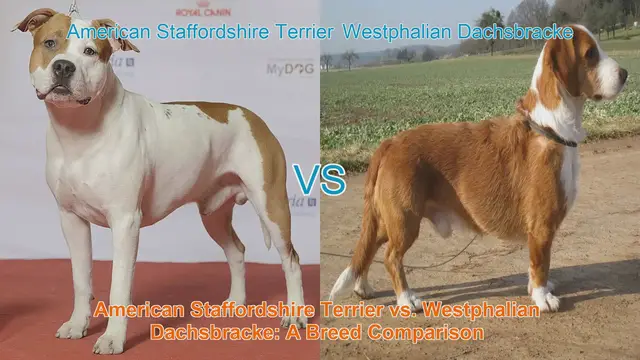 Video thumbnail for American Staffordshire Terrier vs. Westphalian Dachsbracke: A Breed Comparison