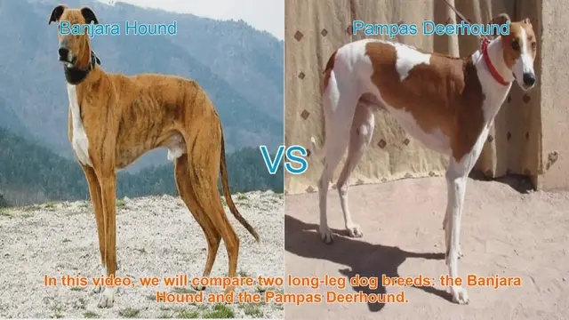 Video thumbnail for Banjara Hound vs. Pampas Deerhound: A Comprehensive Breed Comparison