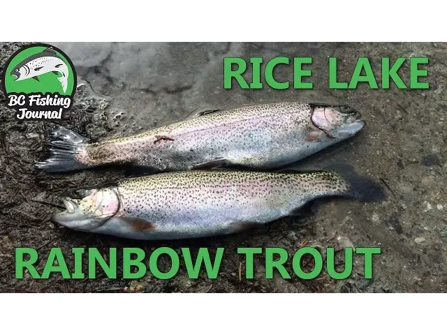 Video thumbnail for Rice Lake, North Vancouver - Rainbow Trout Fishing