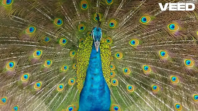 Video thumbnail for The Royal Hoopoe Nature's Wise Fashionista!