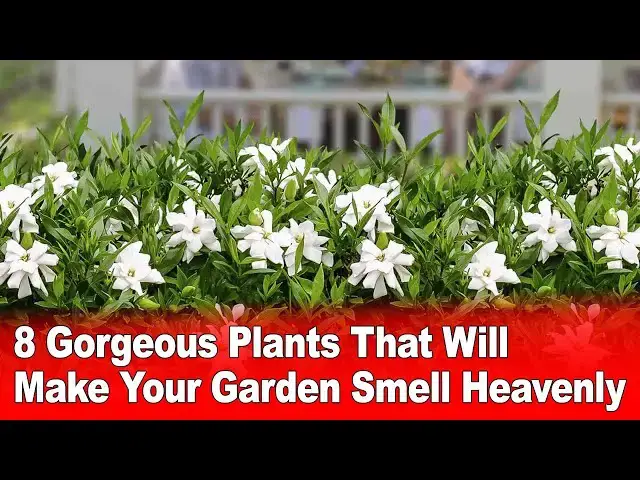 Video thumbnail for 8 Gorgeous Plants That Will Make Your Garden Smell Heavenly