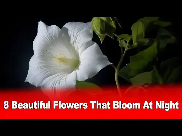 Video thumbnail for 8 Beautiful Flowers That Bloom At Night