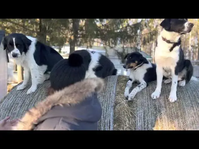 Video thumbnail for Unlocking the Healing Power of Animals: A Life-Changing Hike with Adorable Puppies & Dogs