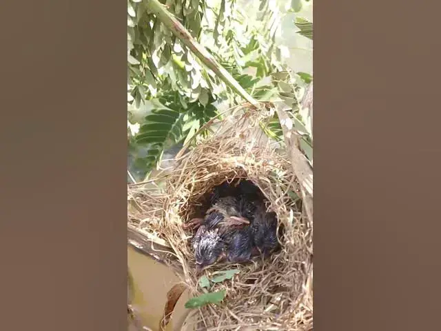 'Video thumbnail for Babies Bird Cries Feed Eat (EP-90)  #birds #nature #birdfeeding #birdwatching'