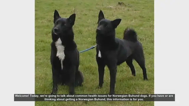 Video thumbnail for Common Health Issues in Norwegian Buhund Dogs
