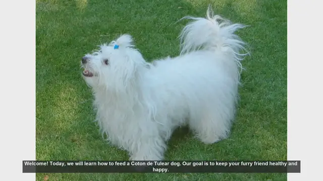 Video thumbnail for How to Feed Your Coton de Tulear: Essential Tips for a Healthy Dog