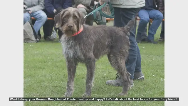 Video thumbnail for Best Foods for a Healthy and Happy German Roughhaired Pointer