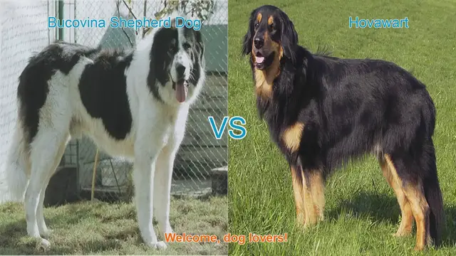 Video thumbnail for Bucovina Shepherd Dog vs. Hovawart: A Comprehensive Comparison