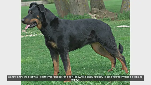 Video thumbnail for How to Bathe Your Beauceron: Step-by-Step Guide