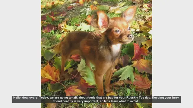 Video thumbnail for Foods to Avoid for Your Russkiy Toy Dog: Keep Your Pet Safe!